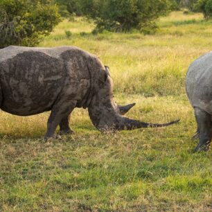 Ol Pejeta Conservancy