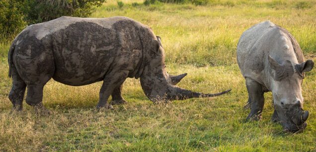 Ol Pejeta Conservancy