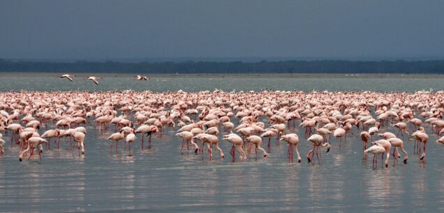 Lake Nakuru National Park