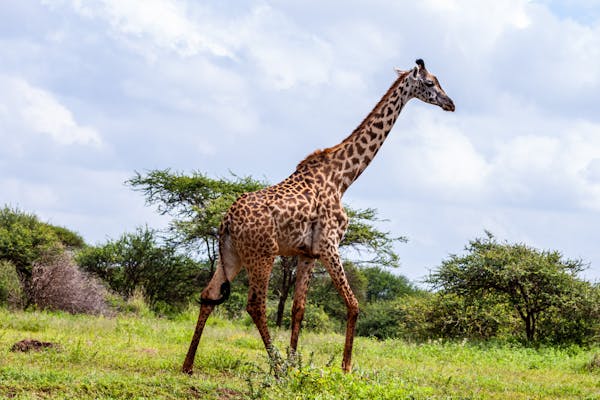 Mid Luxury Safari, 4 days 3 nights (Amboseli)