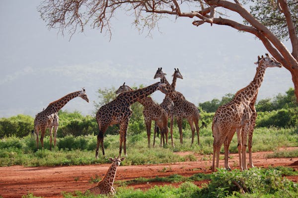 Ultimate safari, 5 days 4 nights (Lake Nakuru & Masai Mara)
