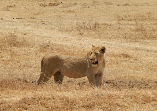 Classic Safari 6 days 5 Nights (Mara, Nairobi & Amboseli)