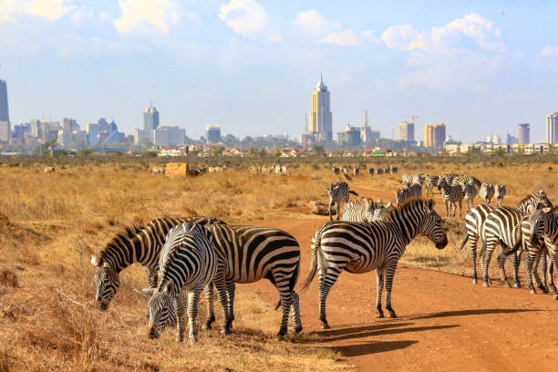 Best of Kenya safari, 7 days 6 nights (Masai Mara, Nairobi, and Amboseli)