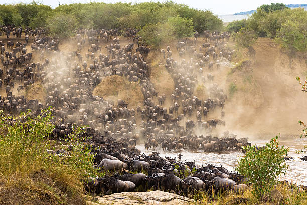 The Great Migration, 4 days 3 nights (Masai Mara)
